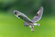 Long-eared owl (Asio otus) in...