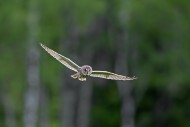 Long-eared owl (Asio otus) in...