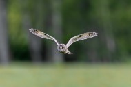 Long-eared owl (Asio otus) in...