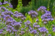 Lacy phacelia / tansy-leaf ph...
