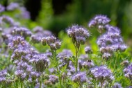 Lacy phacelia / tansy-leaf ph...