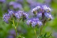 Lacy phacelia / tansy-leaf ph...