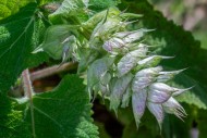 Clary sage (Salvia sclarea / ...