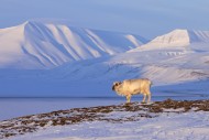 Svalbard reindeer (Rangifer t...