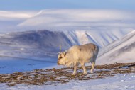 Svalbard reindeer (Rangifer t...