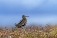 Great snipe (Gallinago media)...