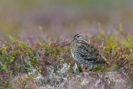Great snipe (Gallinago media)...