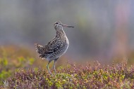 Great snipe (Gallinago media)...