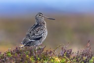 Great snipe (Gallinago media)...