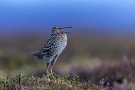 Great snipe (Gallinago media)...
