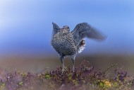 Great snipe (Gallinago media)...