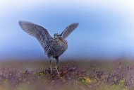 Great snipe (Gallinago media)...