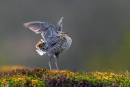 Great snipe (Gallinago media)...