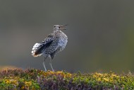 Great snipe (Gallinago media)...