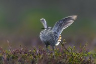 Great snipe (Gallinago media)...