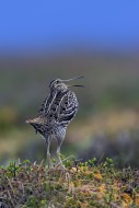 Great snipe (Gallinago media)...