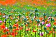 Flowering field with poppies ...