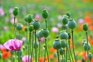 Flowering field with poppies ...