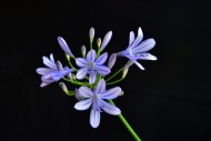 Close-up of the flower of an ...
