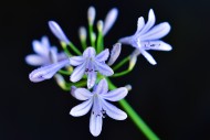 Close-up of the flower of an ...