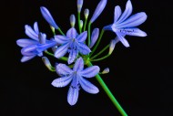 Close-up of the flower of an ...