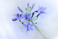 Close-up of the flower of an ...