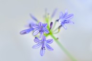 Close-up of the flower of an ...