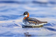 Red-necked phalarope / northe...
