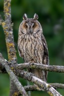 Long-eared owl (Asio otus) ad...