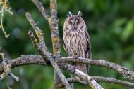 Long-eared owl (Asio otus) ad...