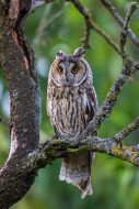 Long-eared owl (Asio otus) ad...