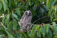 Long-eared owl (Asio otus) fl...