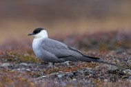 Long-tailed skua / long-taile...