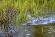 Eurasian otter / European riv...