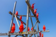Rode Pinguins / Red Penguins,...