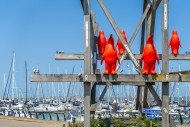 Rode Pinguins / Red Penguins,...