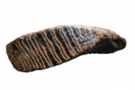 Fossilised lower molar of woo...