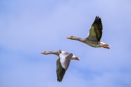 Two greylag geese / graylag g...