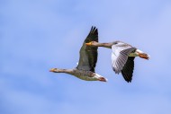 Two greylag geese / graylag g...