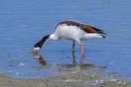 Common shelduck (Tadorna tado...