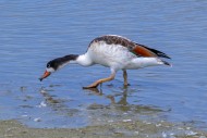Common shelduck (Tadorna tado...