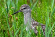 Common redshank (Tringa totan...