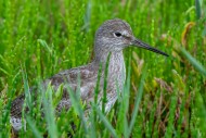 Common redshank (Tringa totan...
