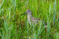 Common redshank (Tringa totan...