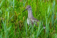 Common redshank (Tringa totan...
