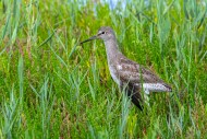 Injured common redshank (Trin...