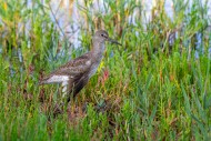 Injured common redshank (Trin...