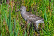 Injured common redshank (Trin...