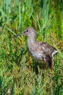 Injured common redshank (Trin...