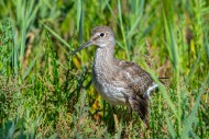 Injured common redshank (Trin...
